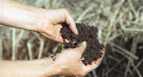 Tenha Sucesso No Cultivo De Plantas Medicinais