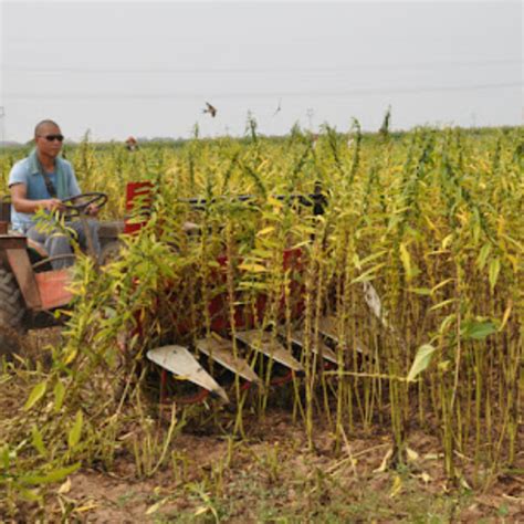 Agriculture Experts Encourage Timely Sesame Cultivation