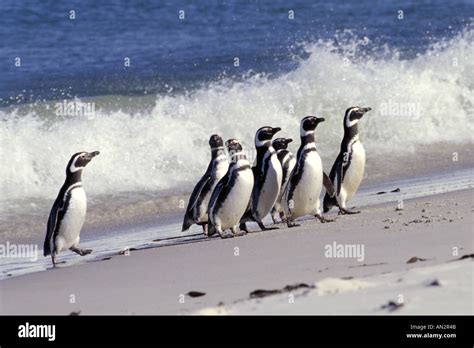 Magellan Penguins Stock Photo - Alamy