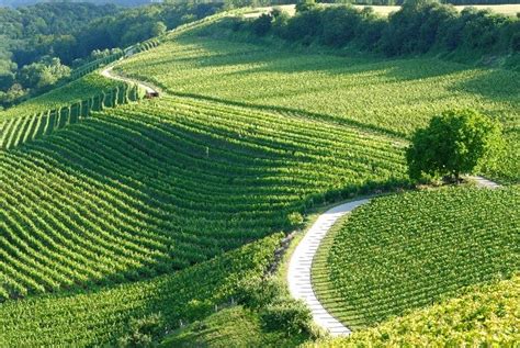 Histoire Et Histoires D Arnex Sur Orbe Les Capites Du Vignoble D Arnex