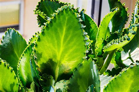 How To Grow And Care For Kalanchoe Gardeners Path