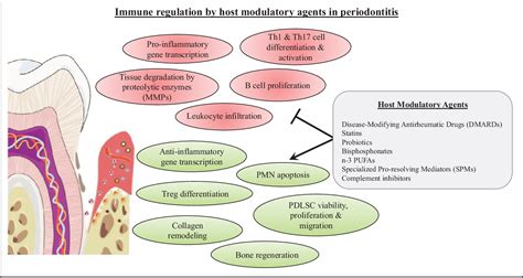 Figure 1 From Host Modulation And Treatment Of Periodontal Disease Semantic Scholar