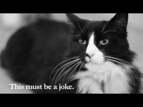 Henri 6, "Cat Littérature" | Henri, Le Chat Noir | Know Your Meme