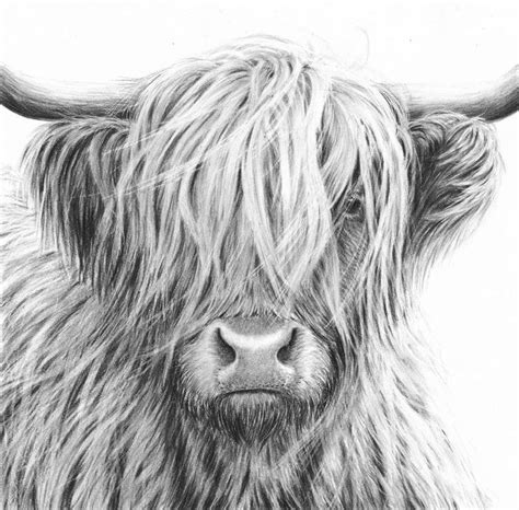 Highland Cow V - £595 | Cow drawing, Highland cow art, Highland cow ...