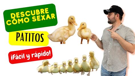 C Mo Sexar Patitosc Mo Saber Si Un Pato Peque O Es Macho O Hembra