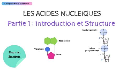 ACIDES NUCLEIQUES INTRODUCTION ET STRUCTURE Biochimie Facile YouTube