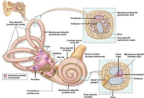 Inner Ear The Inner Ear Is Composed Of A Bony Labyrinth Cavity That Houses A Fluid Filled