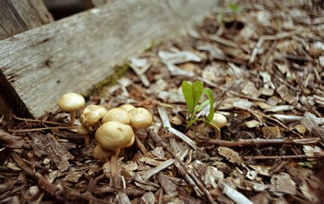 Kodak Gold 200 ISO 200 Pentax KX Auto Sears 28mm F 2 8 Aut Flickr