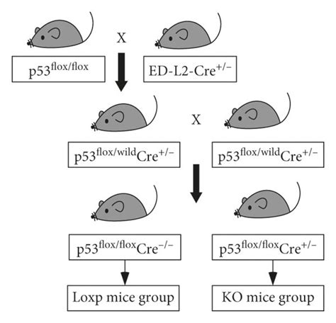 Breeding Strategy And Genotype Identification A Flow Chart Of Download Scientific Diagram