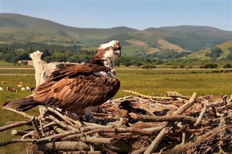 Watch Dyfi Ospreys Telyn And Idris Tending Their Adorable Chicks