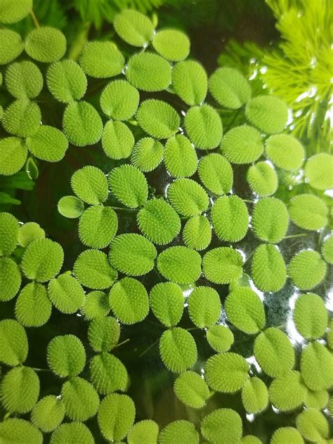 Plantas Flutuantes Limnobium Laevigatum Rio De Mouro OLX Portugal