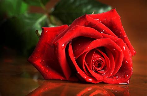 Red Rose Hd Wallpaper Wallpaper Flare