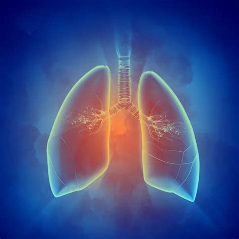 Human Lungs Stock Photos Royalty Free Human Lungs Images Depositphotos