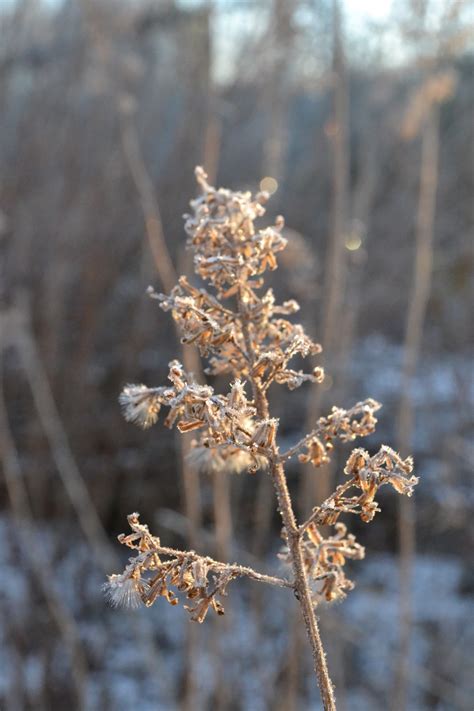 Free Images Tree Nature Branch Winter Leaf Flower Frost Spring