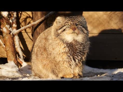 How Pallas’s cat Zelenogorsk spends winter days – Wonder Cats Land