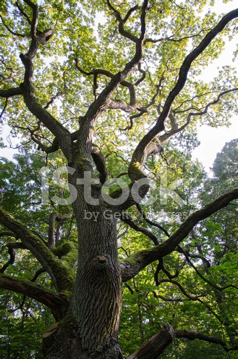 The Mighty Oak Tree Stock Photo | Royalty-Free | FreeImages