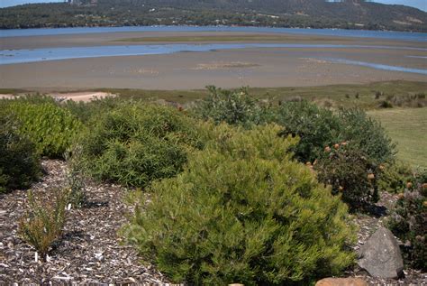 Inverawe Native Gardens – Mallee Design