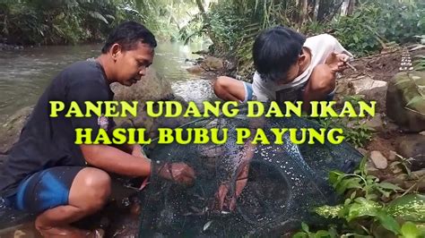 Pasang Bubu Payung Di Sungai Hasilnya Mantap Banget Dapat Banyak Udang