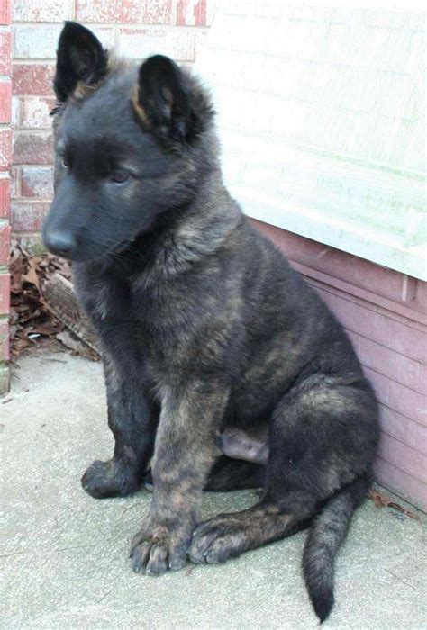 Dutch German Shepherd Puppies