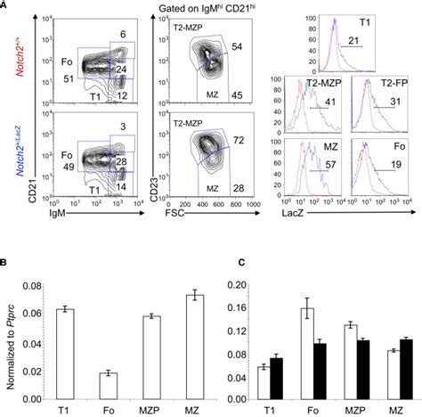 Lunatic And Manic Fringe Cooperatively Enhance Marginal Zone B Cell