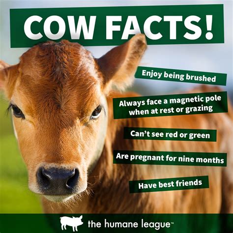Cow Facts