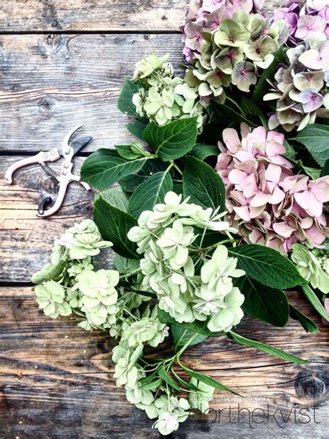 How To Dry Hydrangeas And Keep Their Color Essential Tips