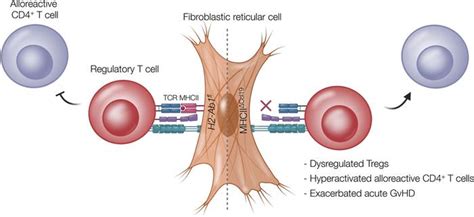 Jci Insight Fibroblastic Reticular Cells Mitigate Acute Gvhd Via