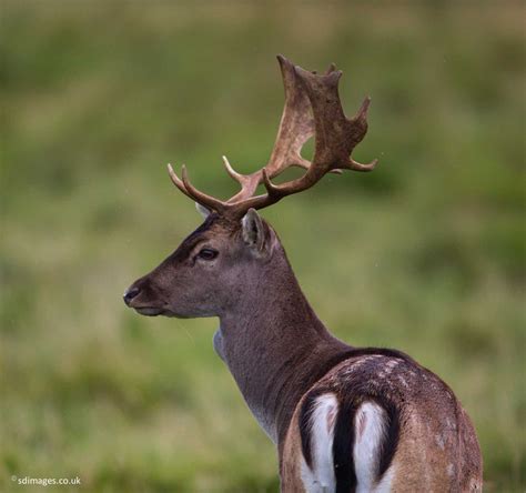 Zenfolio Uk Sdimagesfr Fallow Deer