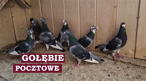 Gołębie pocztowe ciemne pstre YouTube