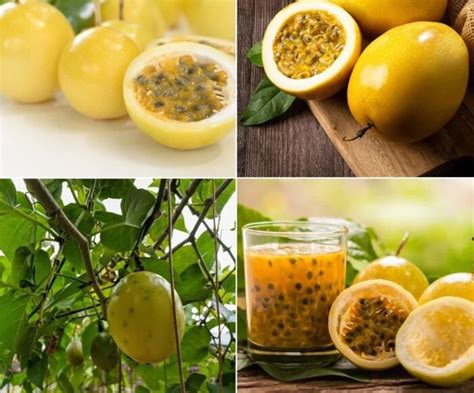 Yellow Passion Fruit Seeds Pack Passiflora Seeds Pack For Etsy