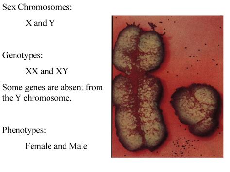 Sex Linked Genes Ppt Download