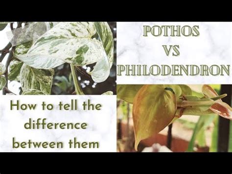 Pothos Philodendron Different Varieties How To Differentiate