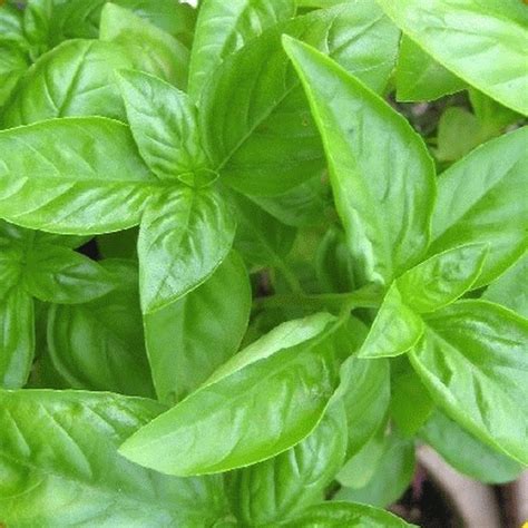 Buy Sweet Basil Seeds Bulk Basil Seeds Everwilde Farms