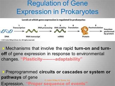 Chapter Regulation Of Gene Expression In Prokaryotes Ppt Video