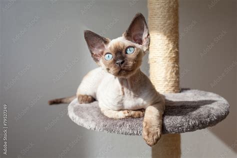 Beautiful Purebred Mink Color Devon Rex Male Kitten Is Sitting On The