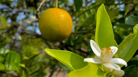 Citrus Greening Pushes Florida Industry To A Crossroads