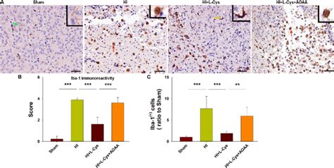 L Cysteine Suppressed The Activation Of Microglia Following Hi Insult