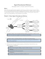 Copy Of Signal Transduction Pathways Pdf Signal Transduction Pathways