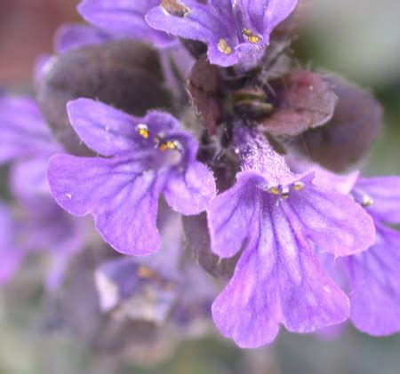 Lamiaceae | Biology 343 – Plants and People