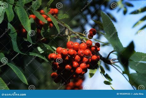 Rowan Rowanberry Blue Sky Beautiful Nature Close Up Stock Image Image