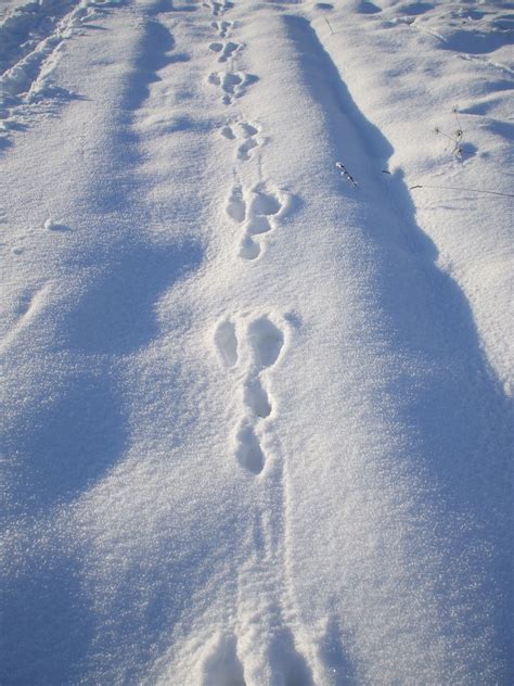 Bildet snø vinter Sky himmel sollys frost is vær blå Arktis