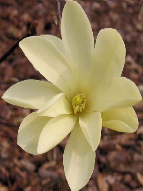 Oderings Garden Centre Deciduous Tree Magnolia Gold Star