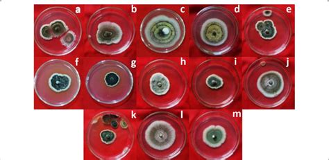 Colonial Morphology Of Metarhizium Isolates Cultured In Potato Dextrose