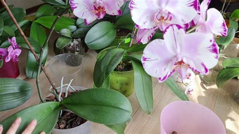 Когда нужно пересаживать орхидеи в больший горшок. Часть 2 - YouTube