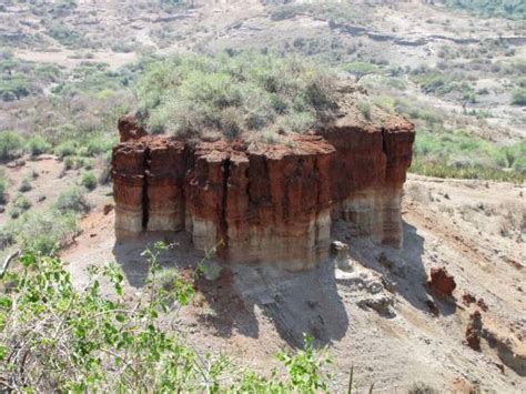 Los homínidos de hace 1 5 millones de años ya eran cazadores