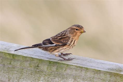 Twite Toft Newton Reservoir Lincolnshire Ged Tranter Flickr