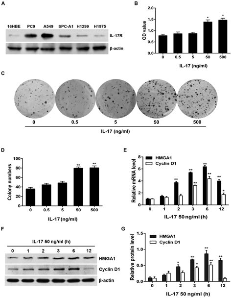 Il Induces Nsclc A Cell Proliferation Via The Upregulation Of