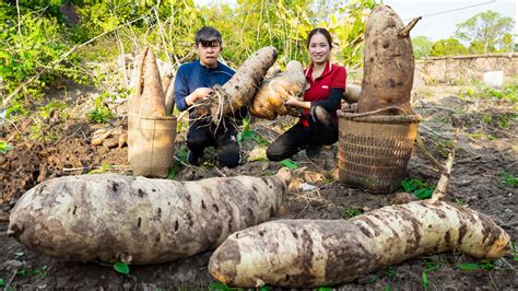 Harvesting Large Cassava Tubers Make A Giant Pzza From Cassava Goes