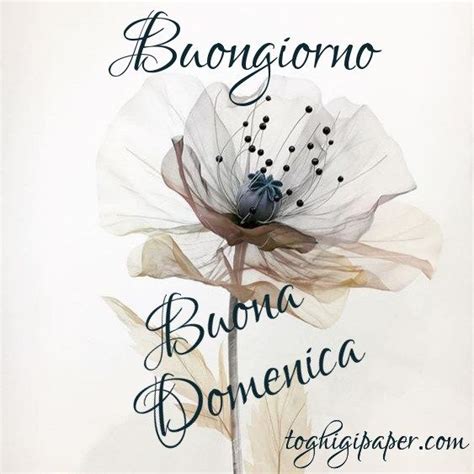 Buongiorno E Buona Domenica Immagini Nuove Gratis