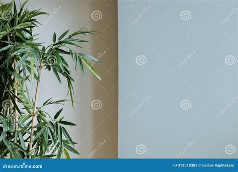 Indoor Bamboo Plant Against A Plain Background Stock Photo Image Of